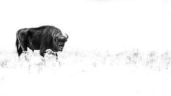 Europäischer Bison im Schnee