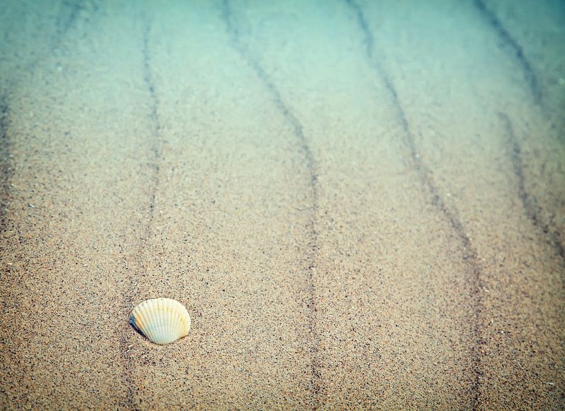 Shell sur la plage par Bo Valentino