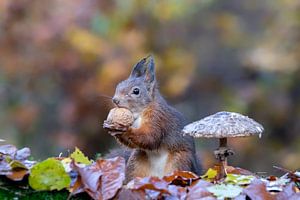Eichhörnchen in einem Herbstwald mit Pilzen und Blättern.