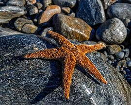 Starfish On Rock van Digital Picture Bakery
