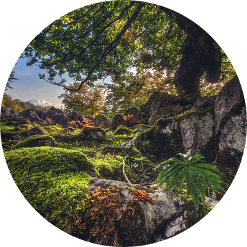 Asturië bos met planten van Jean Claude Castor