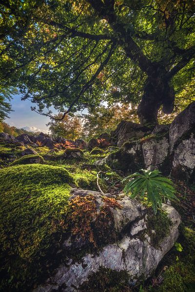 Asturië bos met planten van Jean Claude Castor