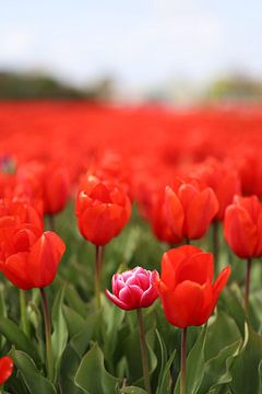 Tulipes de la région des bulbes sur Rasit's Photo's