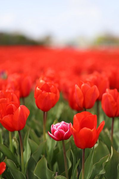 Tulips from the Bulb Region by Rasit's Photo's