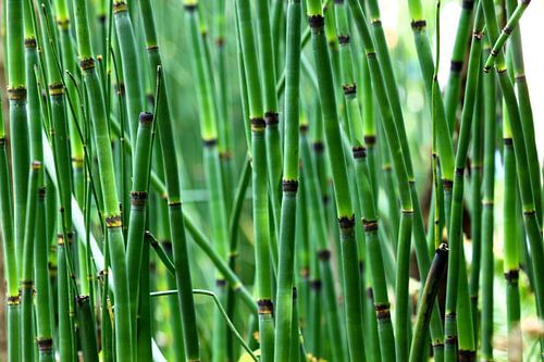 Bamboe bos by Dandu  Fotografie