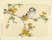 Singvogel auf blühendem Zweig von Kôno Bairei von Woodblock Prints Miniaturansicht
