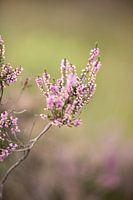 Bloeiende paarse heide bloemen op de veluwe.