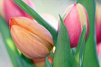 Thinking of spring
