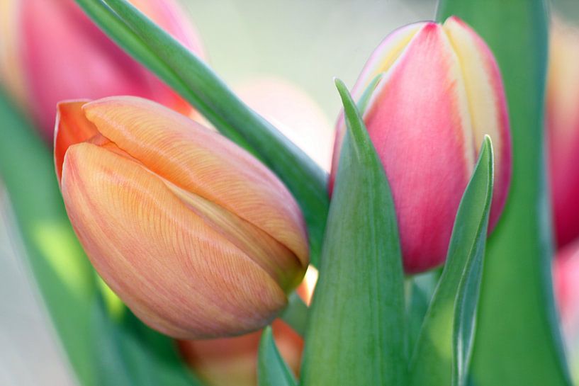 Thinking of spring by Augenblicke im Bild