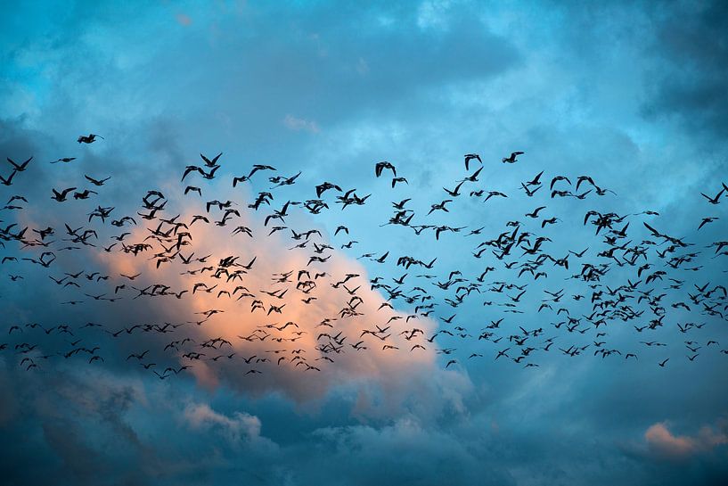 Oies en migration par Hanneke Luit
