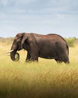 The African Bush Elephant