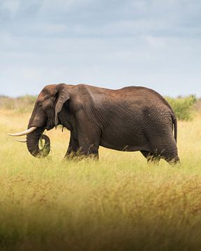 De Afrikaanse bosolifant van Steffon Reid