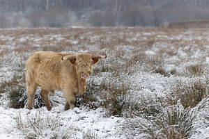Highlander écossais