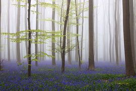 Hallerbos 5 by Bart Ceuppens