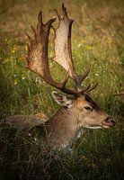 Hirsche im Gras