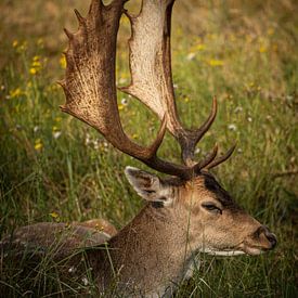 Cerf dans l'herbe sur Wesley Klijnstra