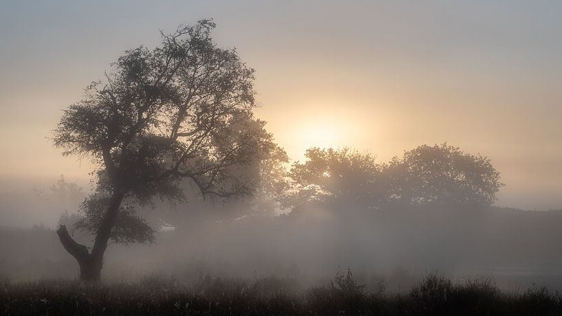misty sunrise above fens by Michel Seelen