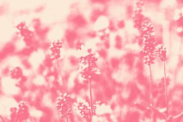 Lavendelblüten in leuchtendem Rosa auf Weiß. Moderne abstrakte botanische Kunst von Dina Dankers