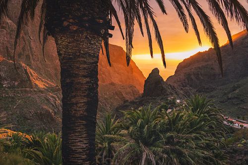 Palm sunset by Loris Photography