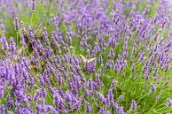 Vlinder in de lavendel van okkofoto thumbnail