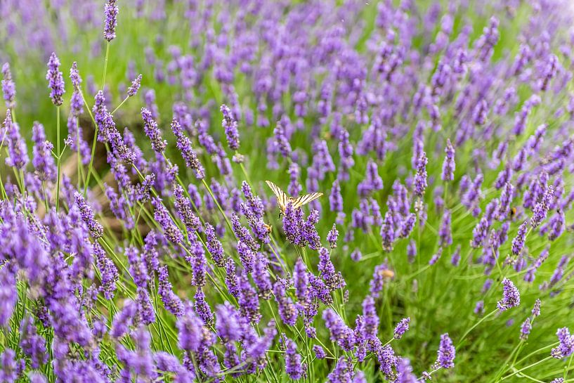 Vlinder in de lavendel van okkofoto