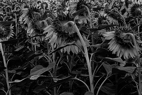 Verschlafene Blumen in deinem Zimmer
