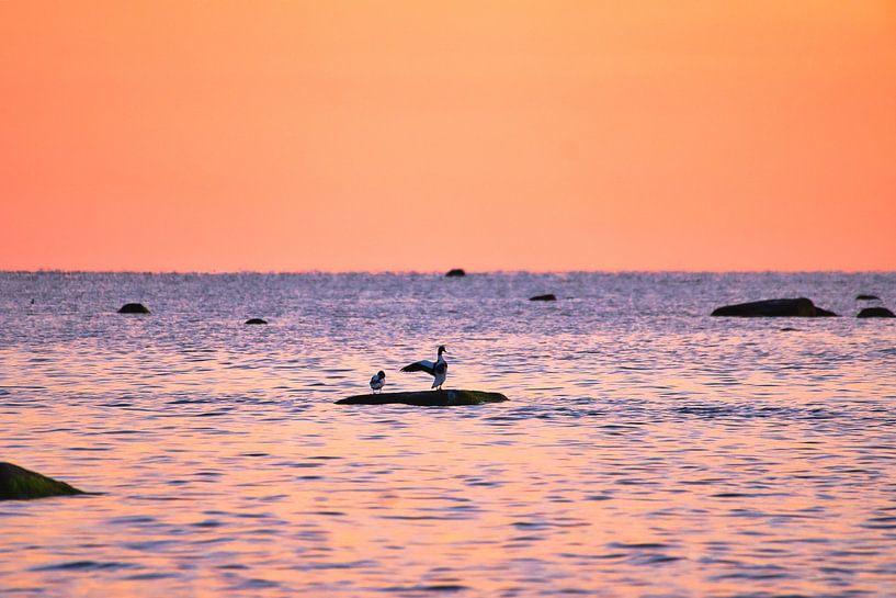 Seagulls at sunset at low tide on the Baltic Sea by Martin Köbsch