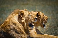 2 Lions bâillent au soleil