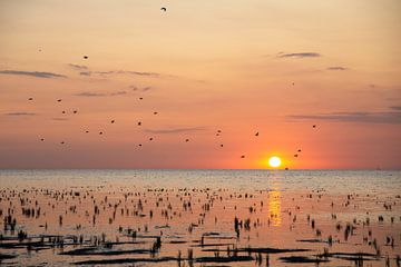 Vogels bij zonsondergang