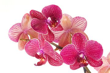 Bloem phalaenopsis orchidee van Egon Zitter