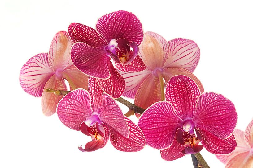 Bloem phalaenopsis orchidee van Egon Zitter