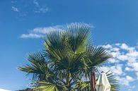 Palmboom aan de blauwe lucht von Erik Rudolfs Miniaturansicht