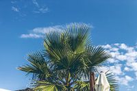 Palmboom aan de blauwe lucht