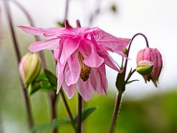 Pink Akelei flower by Rob Boon