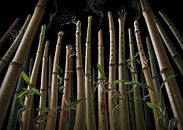 Bamboo flute forest von Olaf Bruhn Miniaturansicht