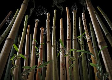 Bamboo flute forest by Olaf Bruhn