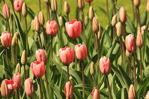 Rose tulpen