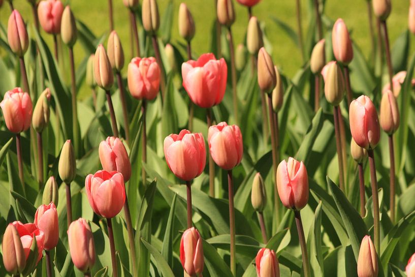 Rose tulpen von Gerard Veerling