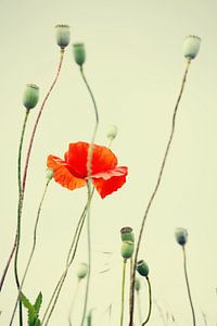 Image de coquelicots sur Falko Follert