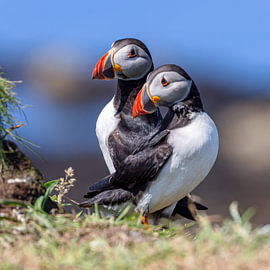 Macareux moine (Fratercula arctica) sur Dirk Rüter