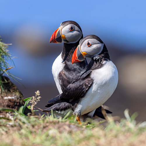 Puffin (Fratercula arctica)
