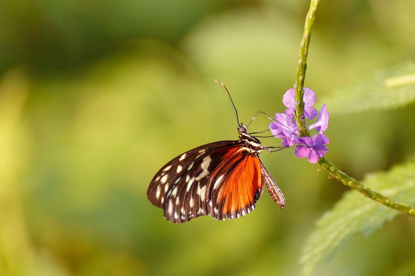 Vlinder by LUNA Fotografie
