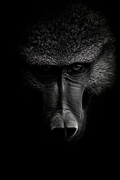 Babouin par Poster Art Shop
