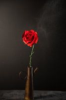 Red rose in vase