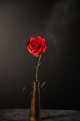 Rote Rose in Vase