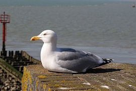 zeemeeuw in het zonnetje by Frans Versteden