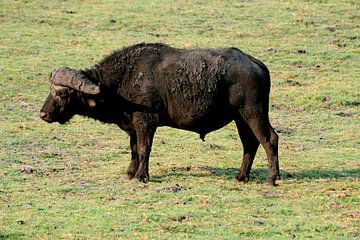 Buffel Chobe National Park Botswana van Merijn Loch
