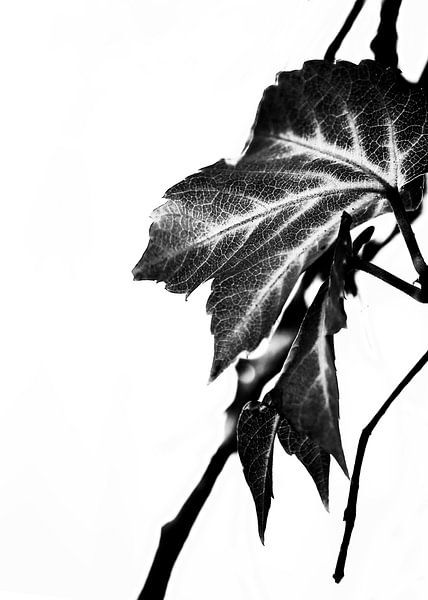 LEAVES MONOCHROM v4 van Pia Schneider