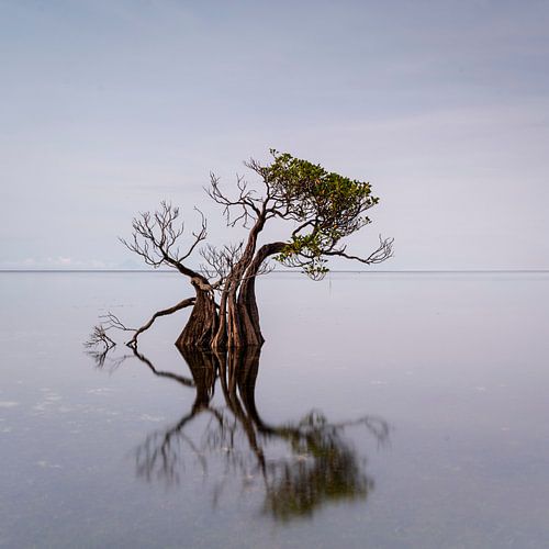 Arbre dansant de Sumba