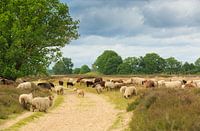 Schaapskudde op het Balloërveld in Drenthe